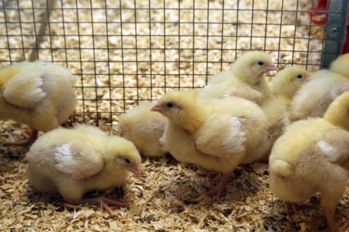 Rzekomy pomór drobiu, ND, Newcastle Disease, drób, Avian Paramyxovirus serotype 1, drób domowy, kury rzeźne