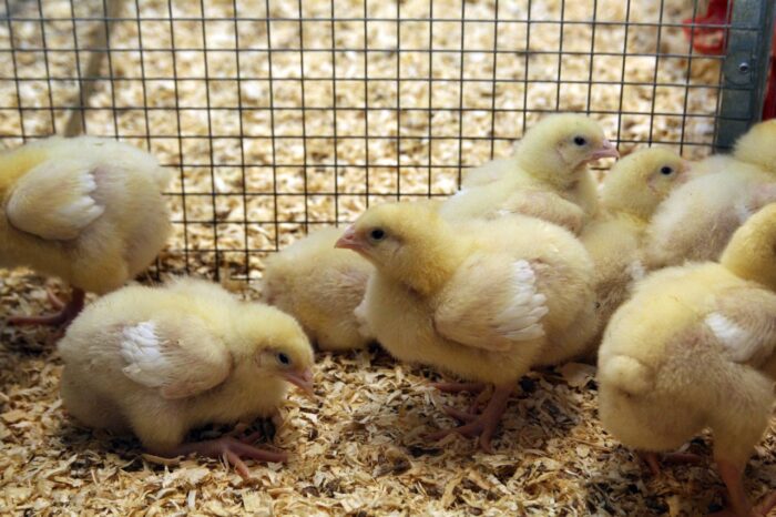 Rzekomy pomór drobiu, ND, Newcastle Disease, drób, Avian Paramyxovirus serotype 1, drób domowy, kury rzeźne