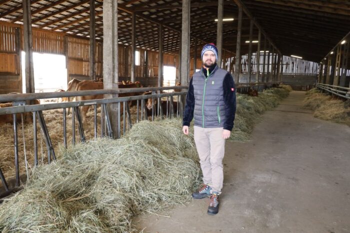 produkcja odsadków, bydło limousine, hodowla, bydło mięsne, pastwisko, obora, materiał hodowlany,