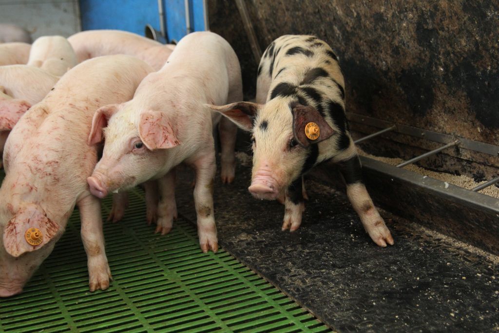 prosięta, produkcja prosiąt, polskie prosięta, import prosiąt, VEZG, KZP-PTCH POLPIG, VION, cena prosiąt, zakup prosiąt