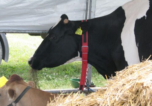 ubezpieczenie zwierząt, refundacja, nabór, wnioski