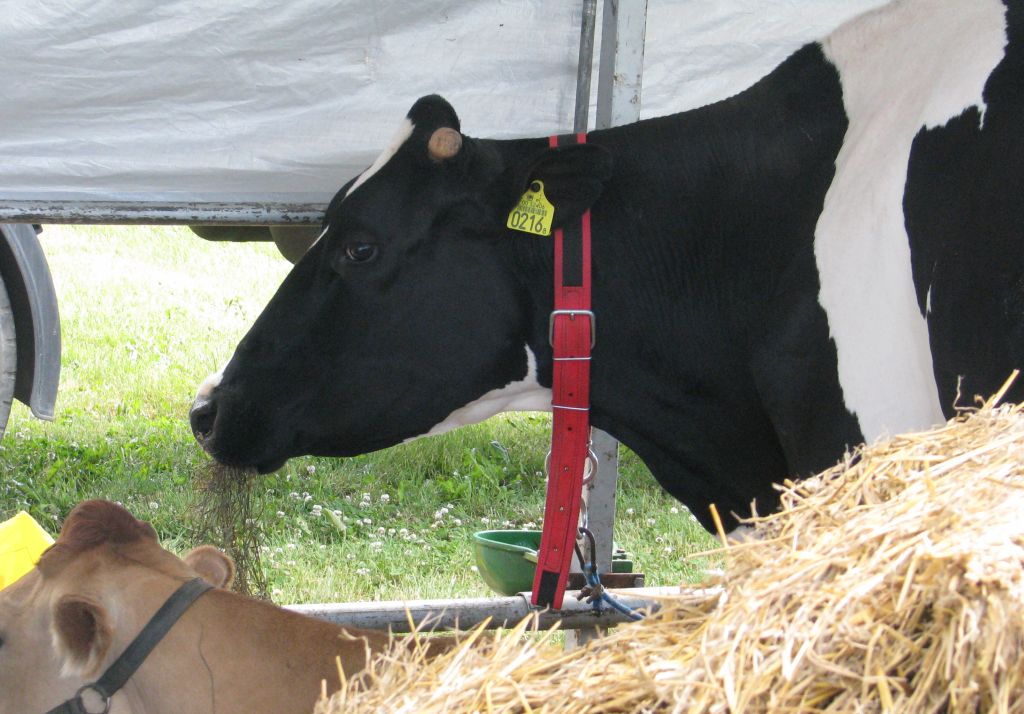 ubezpieczenie zwierząt, refundacja, nabór, wnioski