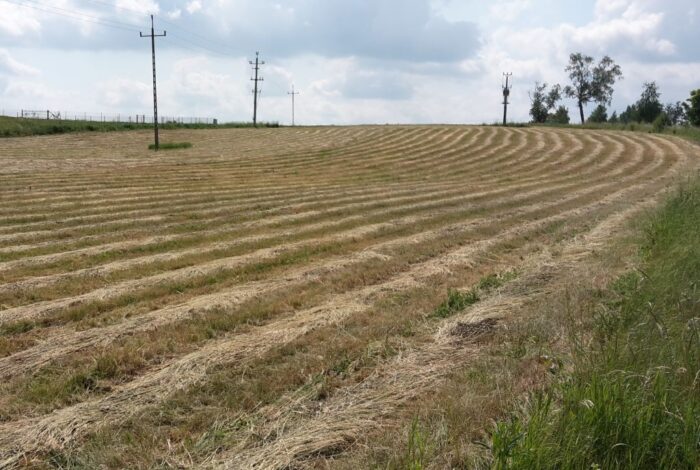 gus, zbiory płodów rolnych, zbiory siana, łąki