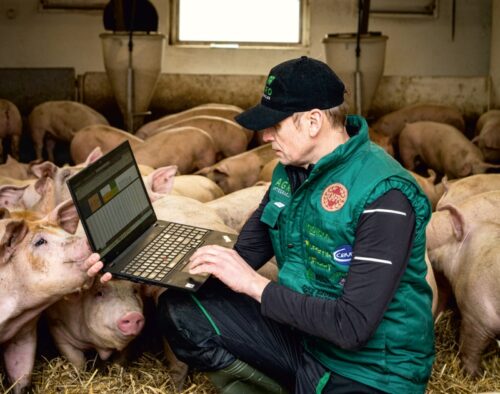 Polska giełda tuczników, Agrointegracja, Wojciech Styburski, trzoda chlewna, tuczniki, sprzedaż tuczników