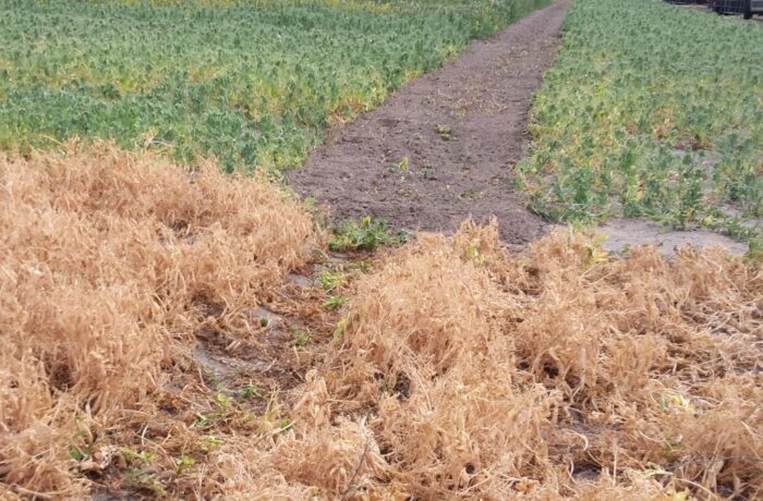 iung, susza rolnicza, zagrożenie suszą, rośliny strączkowe