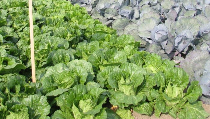 gus, zbiory warzyw, rolnicy, produkcja warzyw