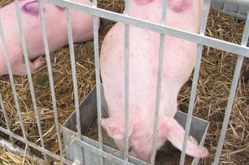 arimr, wnioski, nabór, pomoc