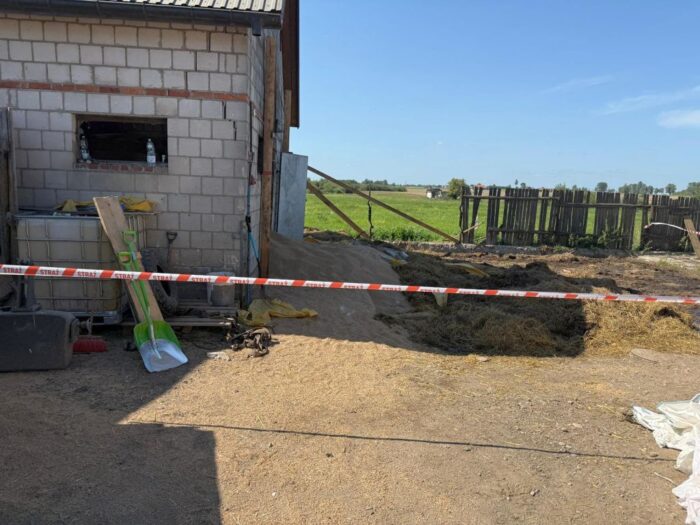 obora, budynek inwentarski, zawalony strop, bydło