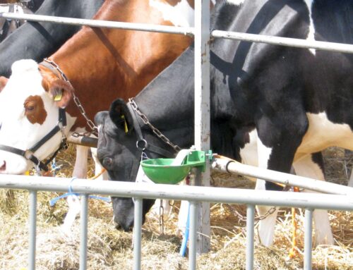 rejestracja zwierząt, system irz, krir, minister rolnictwa