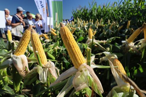 Dzień Kukurydzy z PZPK w Pawłowicach, pokaz maszyn, poletka pokazowe, APRA Sp z o.o.