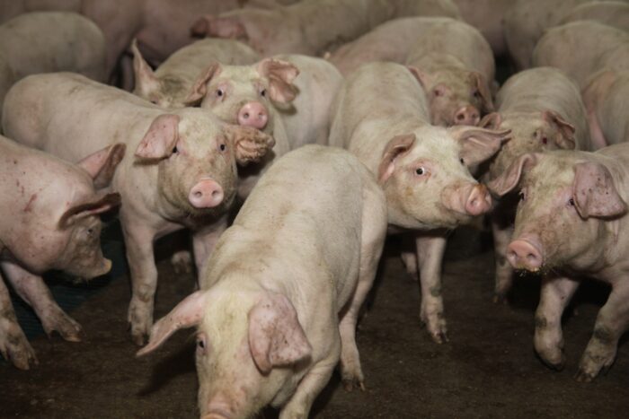 asf, ognisko ASF u świń, trzoda chlewna, wirus ASF, afrykański pomór świń, ASF w chlewni, bioasekuracja