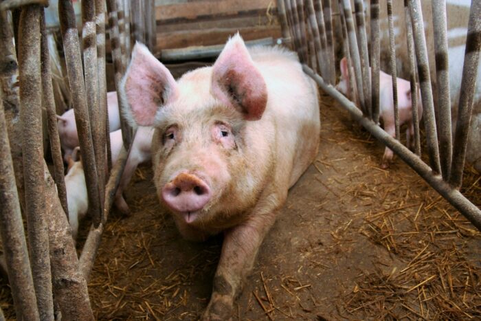 asf, ognisko ASF u świń, trzoda chlewna, strefa czerwona, strefa różowa, strefa niebieska, dziki, ognisko ASF, KE