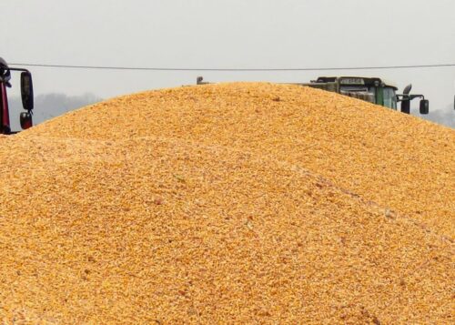 ceny zbóż, skup zbóż, ceny kukurydzy, kukurydza sucha