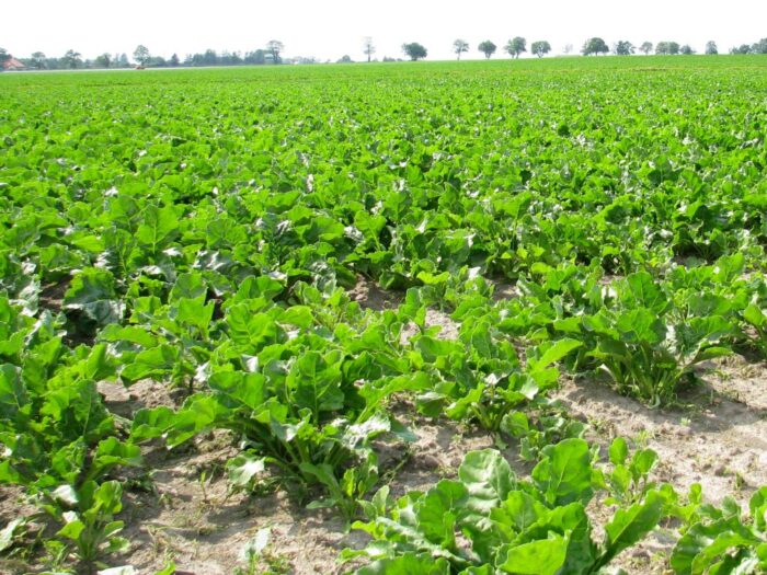 kgs, kampania cukrownicza, plantatorzy buraków, cukrownie