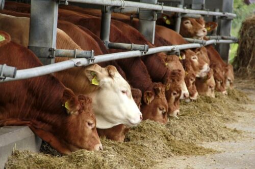 ceny bydła rzeźnego, mięso wołowe, wołowina, spadek cen, zakup bydła rzeźnego