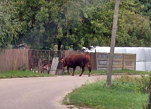 byk, zwierzę, mandat, hodowla