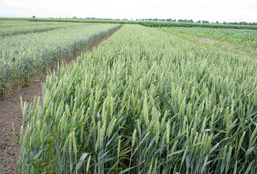 ceny skupu, produkty rolne, skup, targowisko, gus