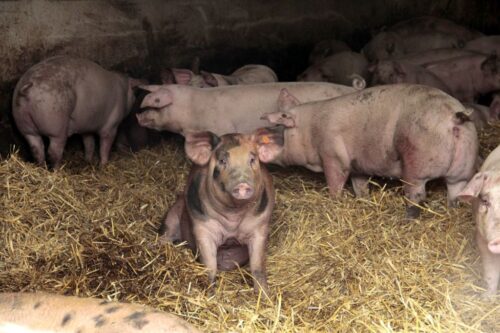 cena tuczników, trzoda chlewna, żywiec wieprzowy, niemiecka cena