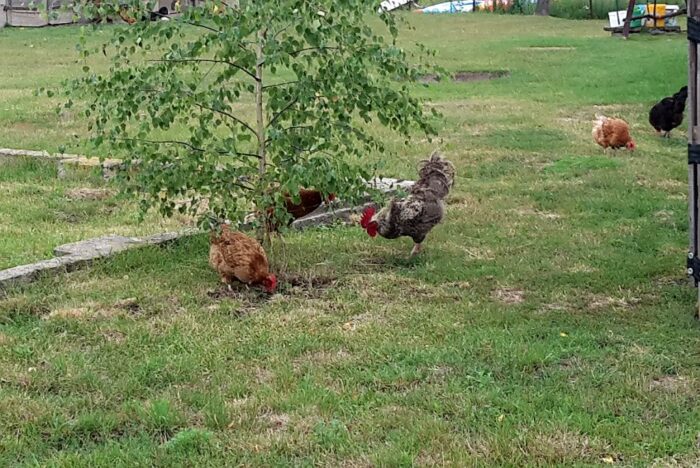 inspekcja weterynaryjna, drób na własny użytek, drób, plw