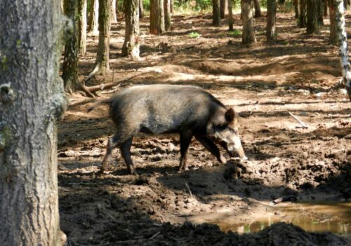 ASF w Niemczech, przypadki choroby u dzików, afrykański pomór świń, wirus, spadek cen wieprz