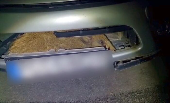 kolizja, dzik, auto, zderzenie