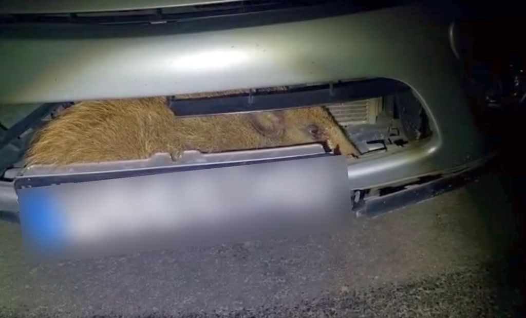 kolizja, dzik, auto, zderzenie