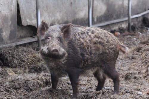 ognisko asf, ASF u dzików, ognisko asf u dzików, dziki, wirus ASF, Inspekcja Weterynaryjna, martwe dziki, padłe dziki