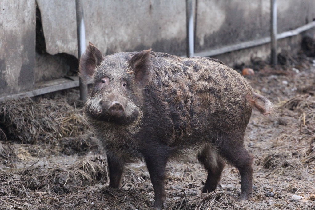 ognisko asf, ASF u dzików, ognisko asf u dzików, dziki, wirus ASF, Inspekcja Weterynaryjna, martwe dziki, padłe dziki