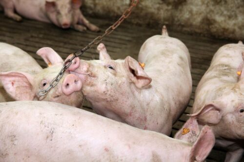 tuczniki, cena tuczników, wieprzowina, mięso wieprzowe, tuczniki w Niemczech, VEZG, żywiec wieprzowy, świnie