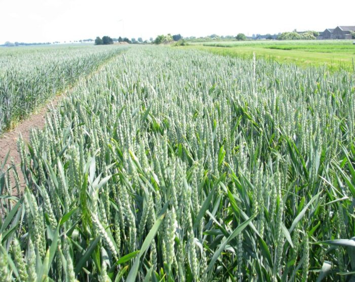 arimr, dopłaty bezpośrednie, ekoschemat, biologiczna uprawa