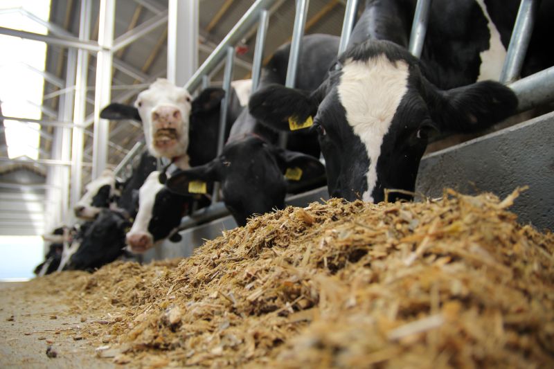 Mistrzowskie Żywienie Krów 2025, Emiwo, Hoduj z Głową Bydło, Feed Efficiency, mistrz żywienia krów 2025