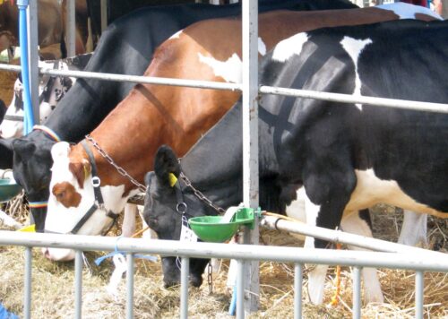 mrirw, przechowywanie nawozów, nawozy naturalne, płyta obornikowa