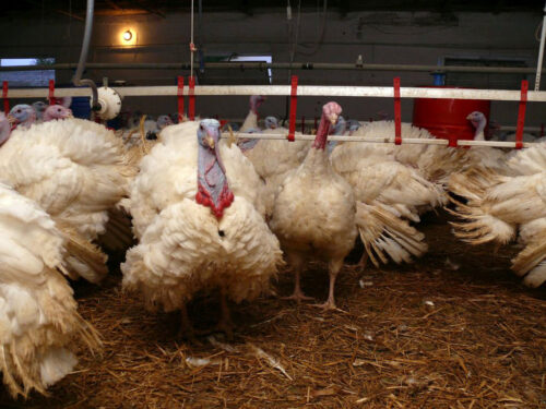 HPAI, grypa ptaków, ognisko HPAI, Inspekcja Weterynaryjna, hodowcy drobiu, bioasekuracja, H5N1