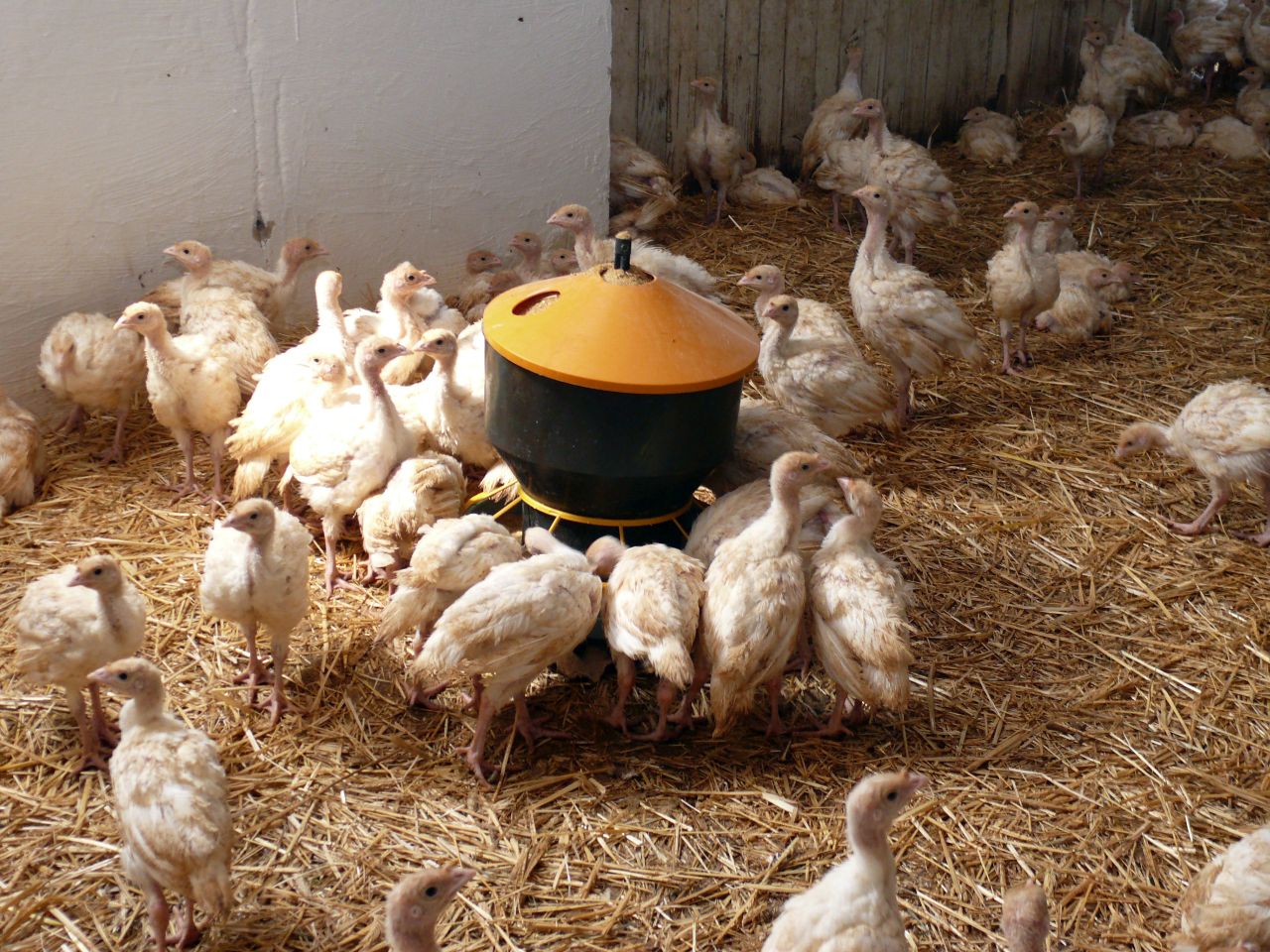 HPAI, grypa ptaków, ognisko HPAI, Inspekcja Weterynaryjna, hodowcy drobiu, bioasekuracja, H5N1