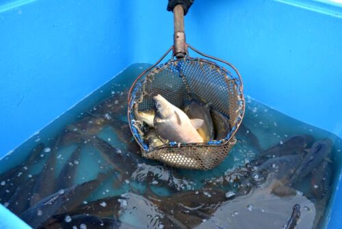 akwakultura, hodowla ryb, hodowcy ryb, pomoc