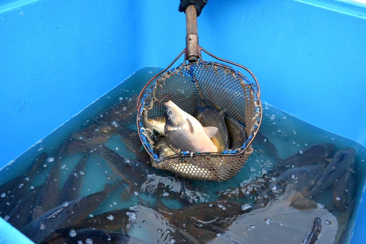 akwakultura, hodowla ryb, hodowcy ryb, pomoc