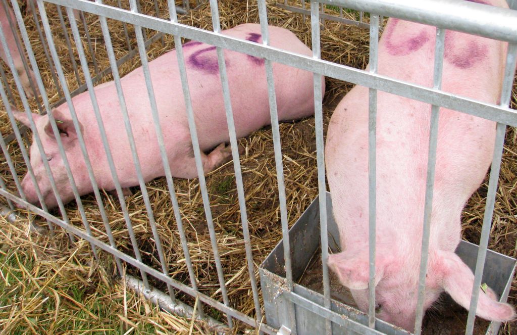 mrirw, kredyty, hodowcy, trzoda chlewna, inwestycje