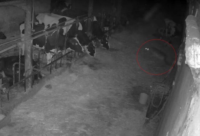 atak wilków, wilk, cielę, obora