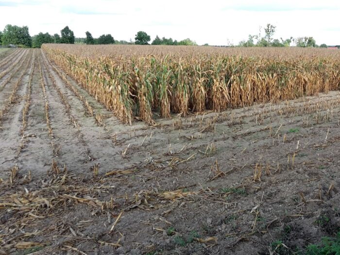 iung, raport, susza rolnicza, niedobór wody