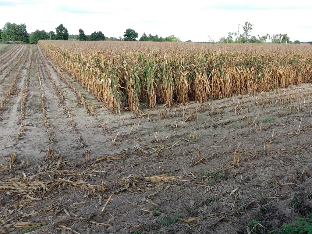 iung, raport, susza rolnicza, niedobór wody