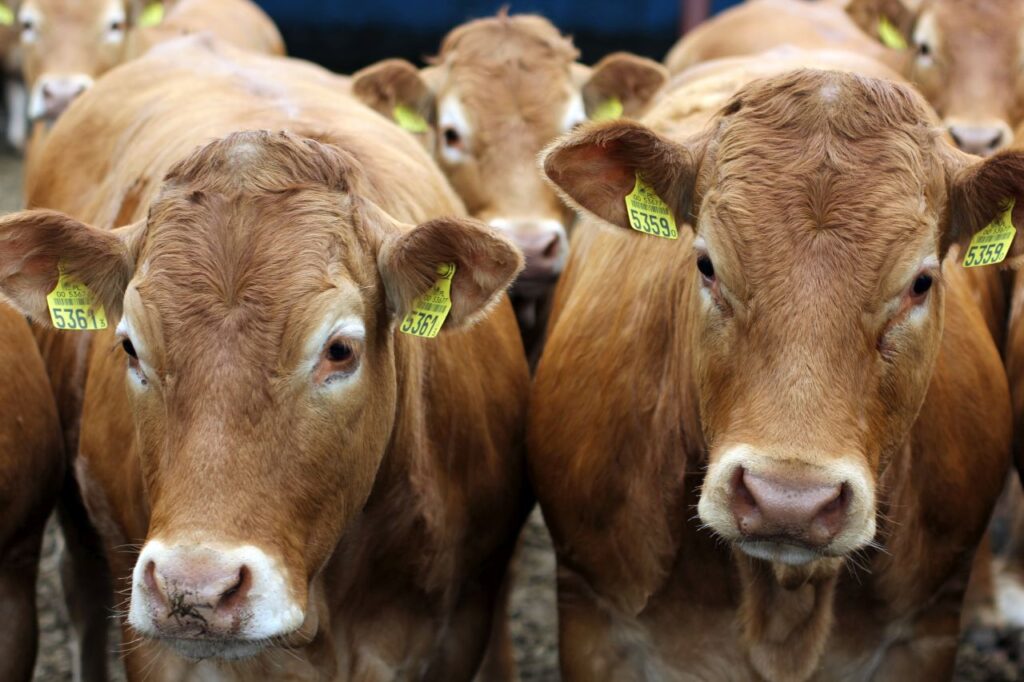 bydło, ceny bydła, ceny, rynek wołowiny, hodowla bydła, opłacalność produkcji, eksport wołowiny