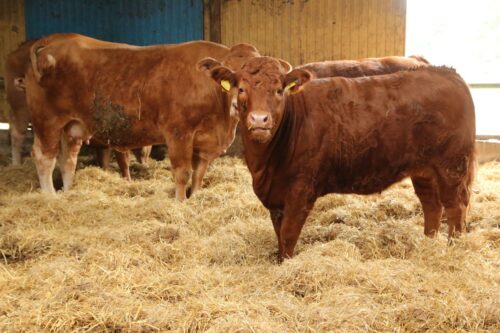 ceny mleka, ceny wołowiny, inflacja żywnościowa, strefa euro, raport EBC, żywność, wzrost cen żywności UE, mleko