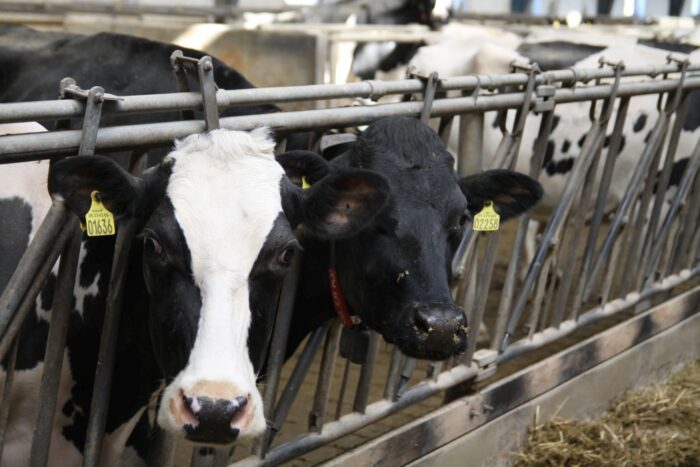 choroba niebieskiego języka, bydło mleczne, bydło mięsne, BTV-3, domowe przeżuwacze,kuczmany, mięso, mleko