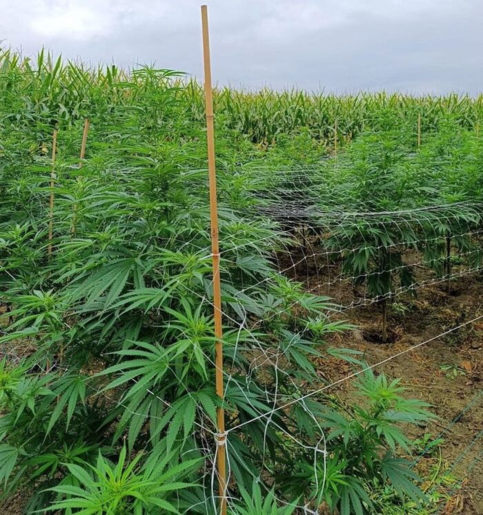 nielegalna uprawa, konopie, kryminalni, konopie indyjskie