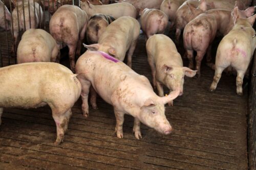 cena tuczników, trzoda chlewna, żywiec wieprzowy, niemiecka cena