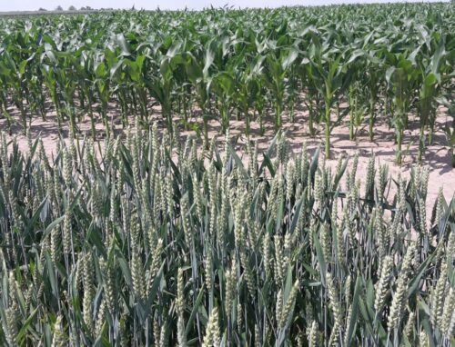 arimr, dopłaty bezpośrednie, wniosek o dopłaty, monitoring upraw