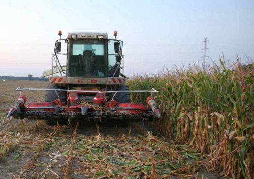 pułapki w kukurydzy, zbiór kukurydzy, sieczkarnia, straty