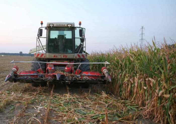 pułapki w kukurydzy, zbiór kukurydzy, sieczkarnia, straty