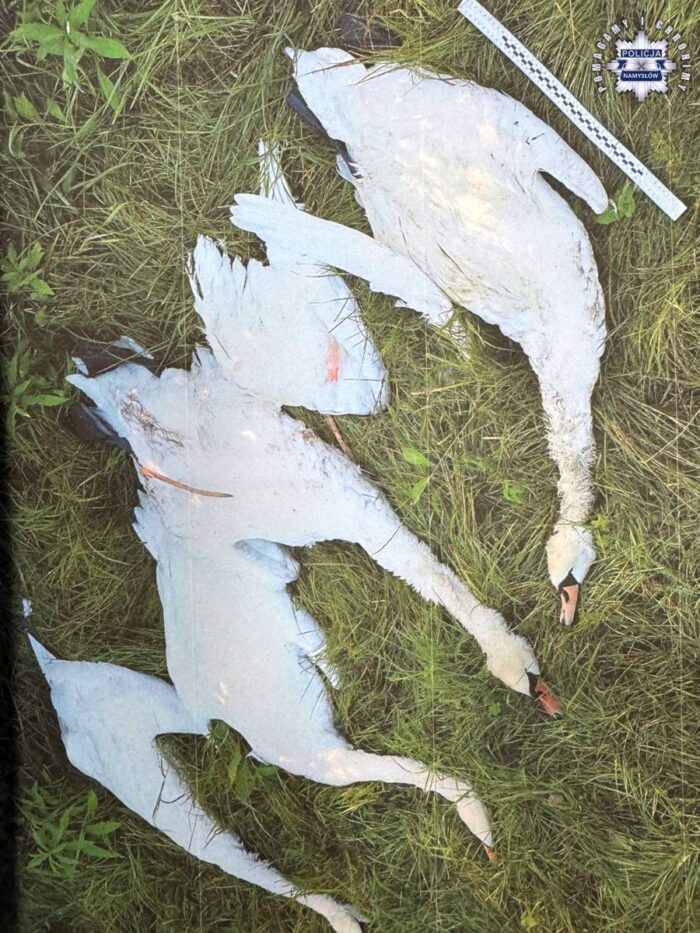 polowanie, myśliwi, łabędzie, ptaki