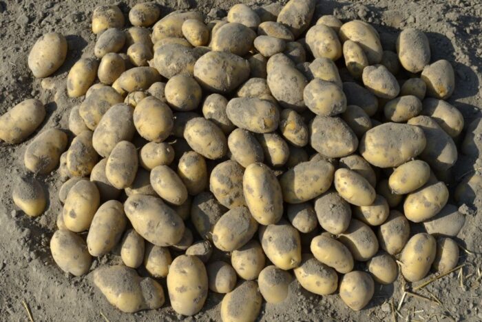 clavibacter sepedonicus, bakteria, bakterioza ziemniaka, piorin